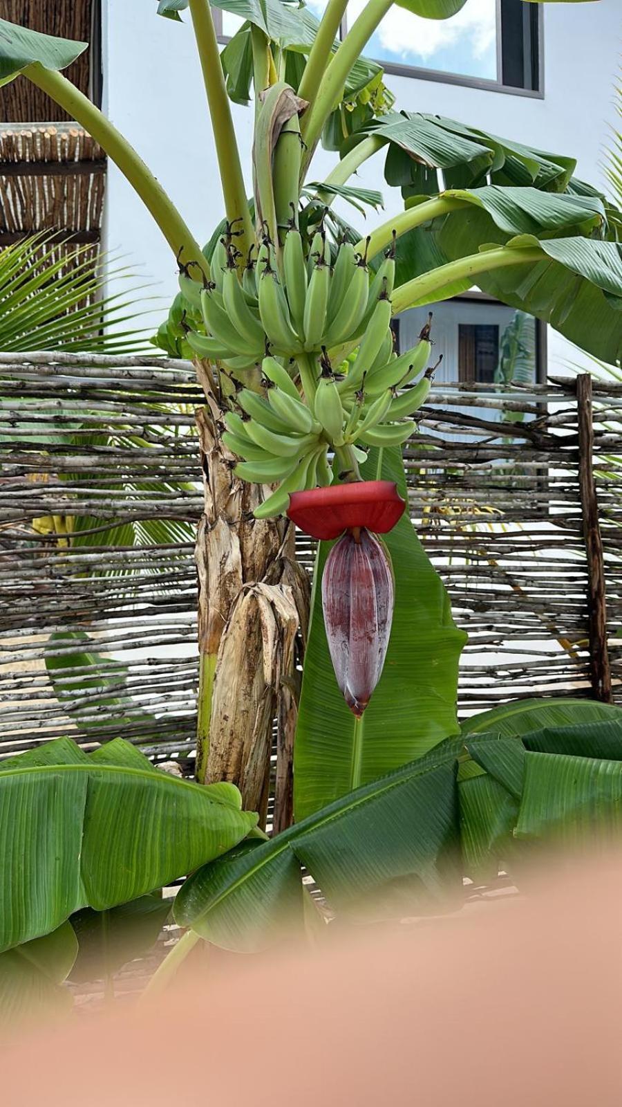 Maracuja Villa Zanzibar بويجو المظهر الخارجي الصورة
